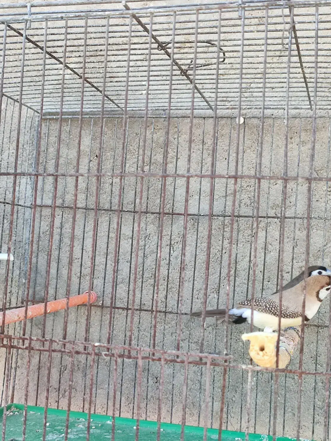 فنچ جغدی قیمت جفت ۲۵۰۰|پرنده|لامرد, |دیوار