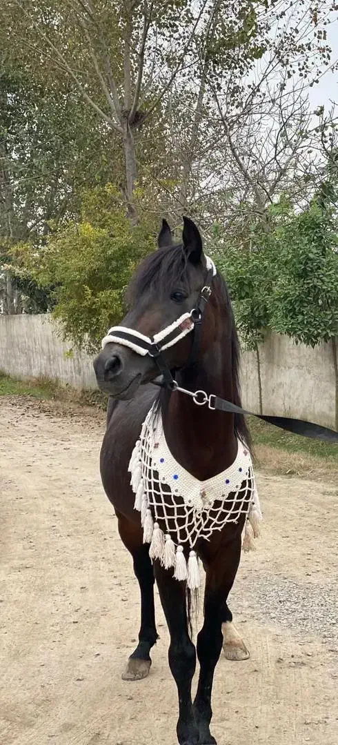 فروش اسب|اسب و تجهیزات اسب‌سواری|آمل, |دیوار