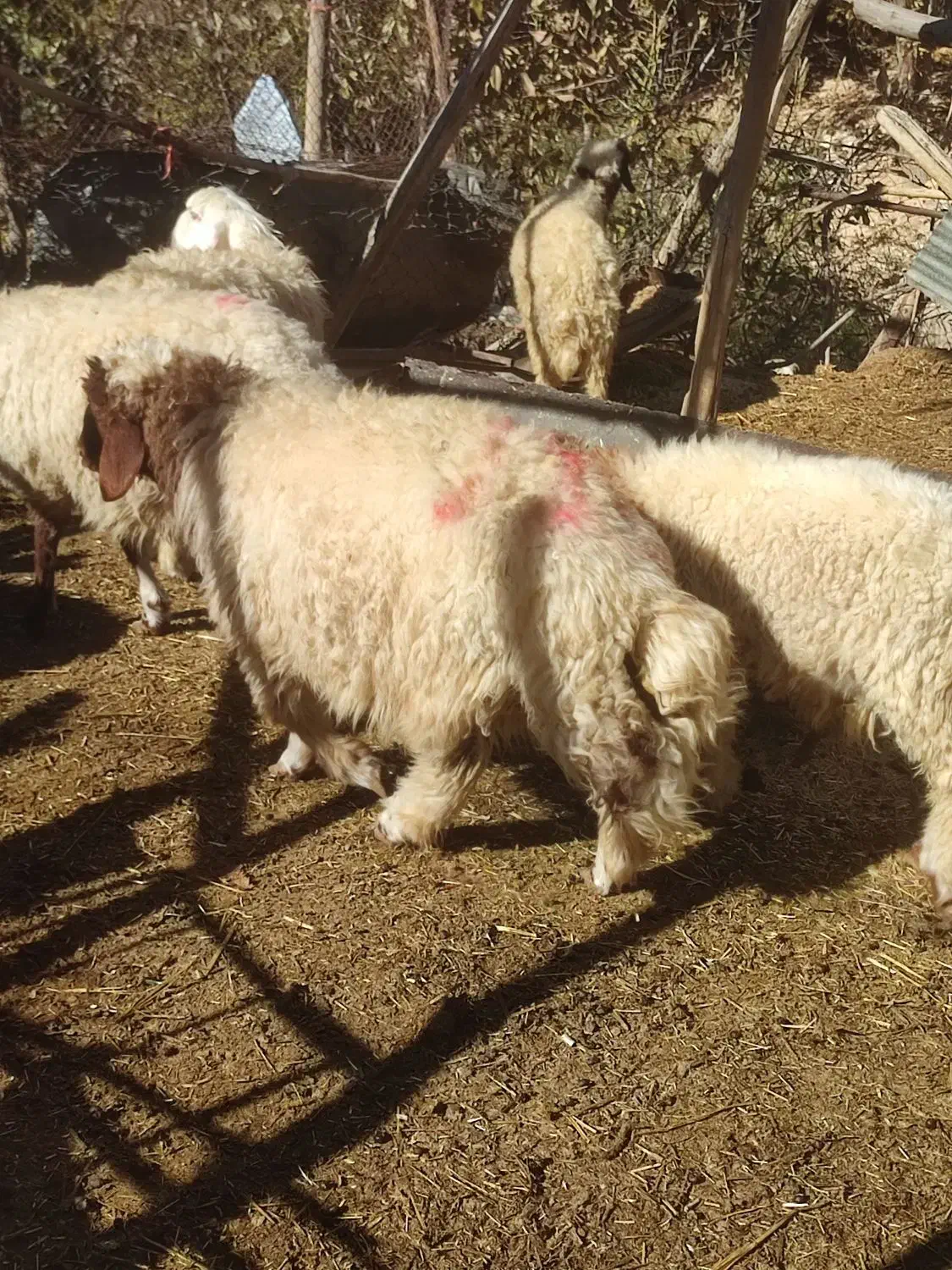 فروش ۱۲ عدد بره پرواری سبک|حیوانات مزرعه|ایلام, |دیوار