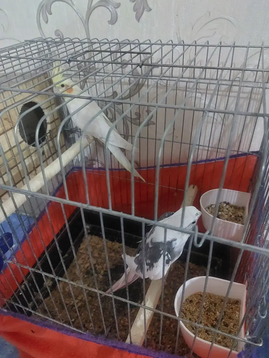 یه جفت عروس هلندی نر وایت فیس|پرنده|قدس, شهرقدس|دیوار