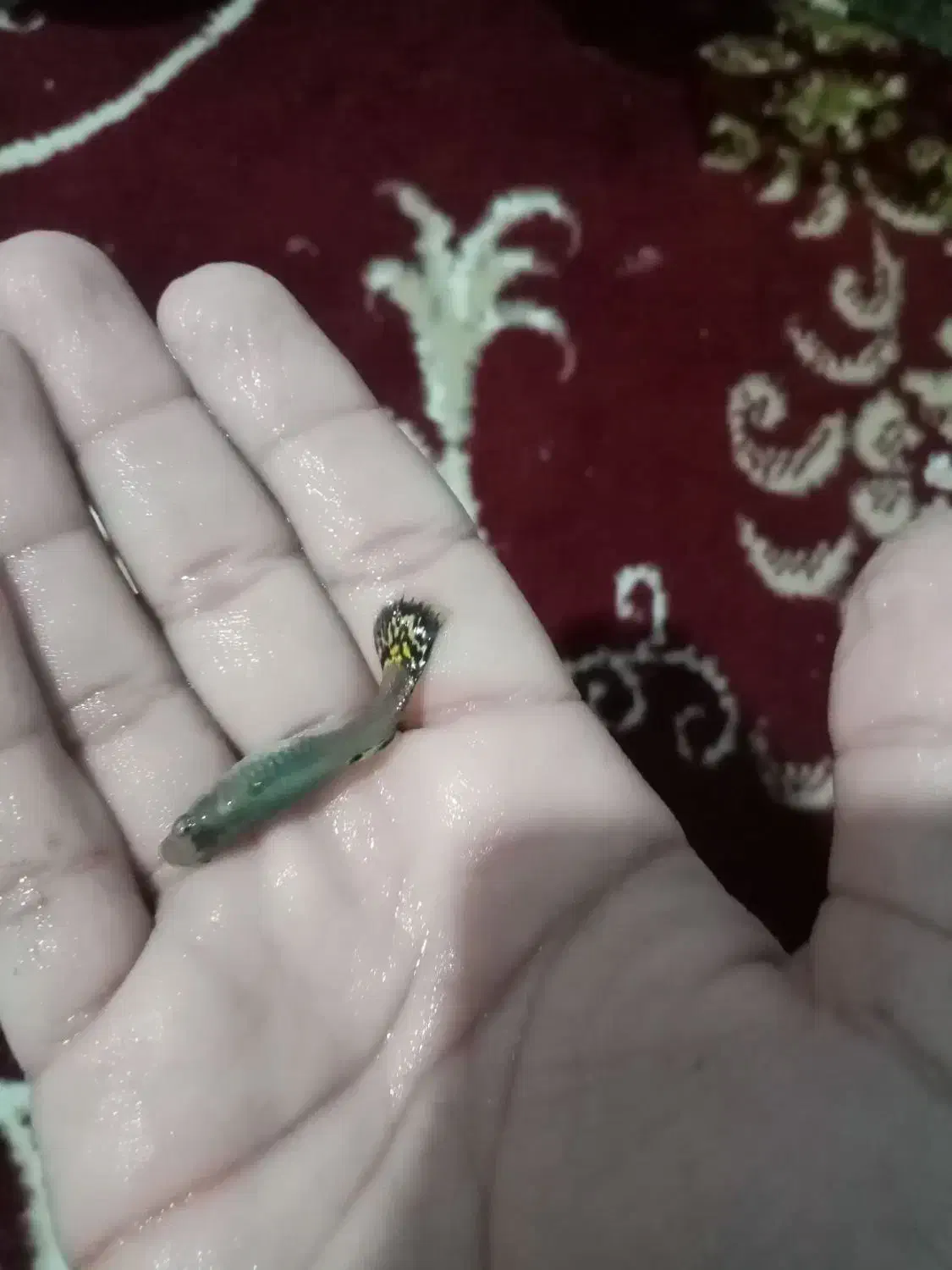 ماهی  گوپی|ماهی|تربت‌حیدریه, باغ سلطانی|دیوار