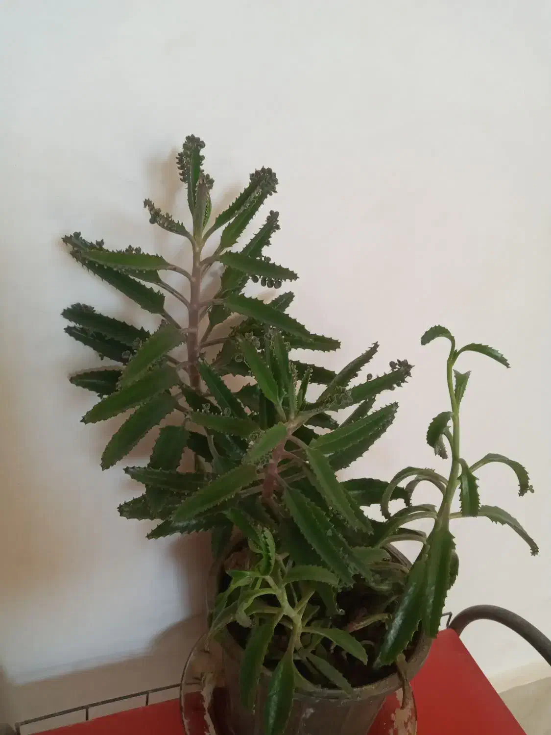 گل طبیعی|گل و گیاه طبیعی|دهلران, |دیوار