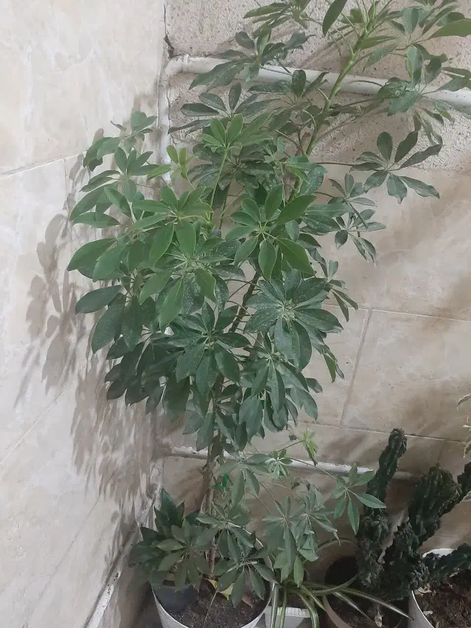 گل طبیعی سرحال|گل و گیاه طبیعی|اسلامشهر, شهرک قائمیه|دیوار