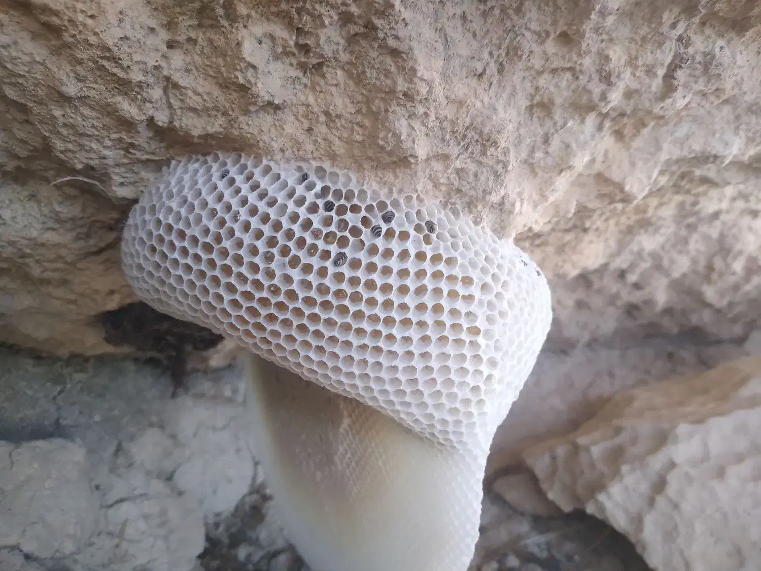 فروش عسل کوهی به شرط|خوردنی و آشامیدنی|افزر, |دیوار