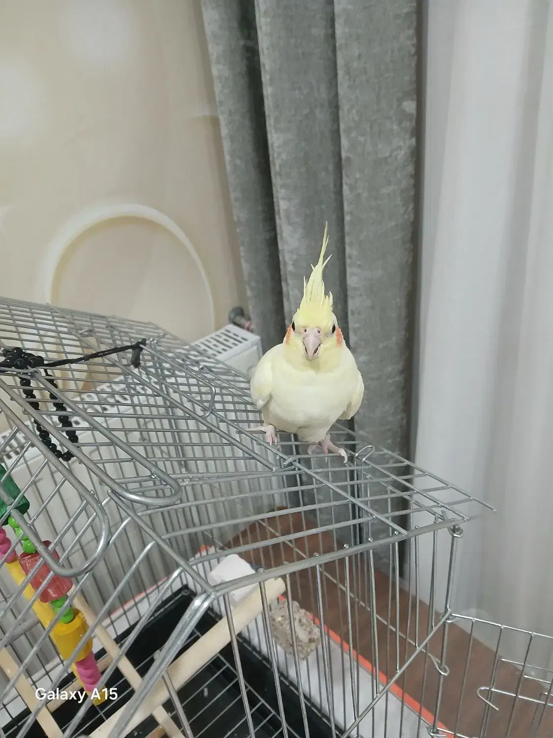 عروس هلندی ماده|پرنده|دیواندره, |دیوار