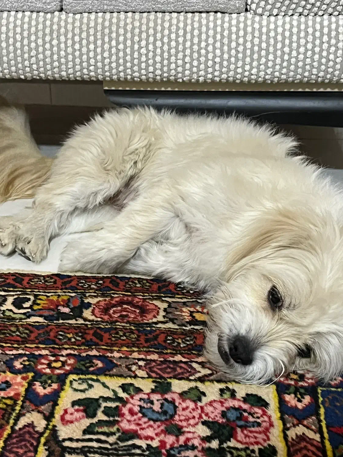 گمشده|حیوانات|اصفهان, خلیل آباد|دیوار