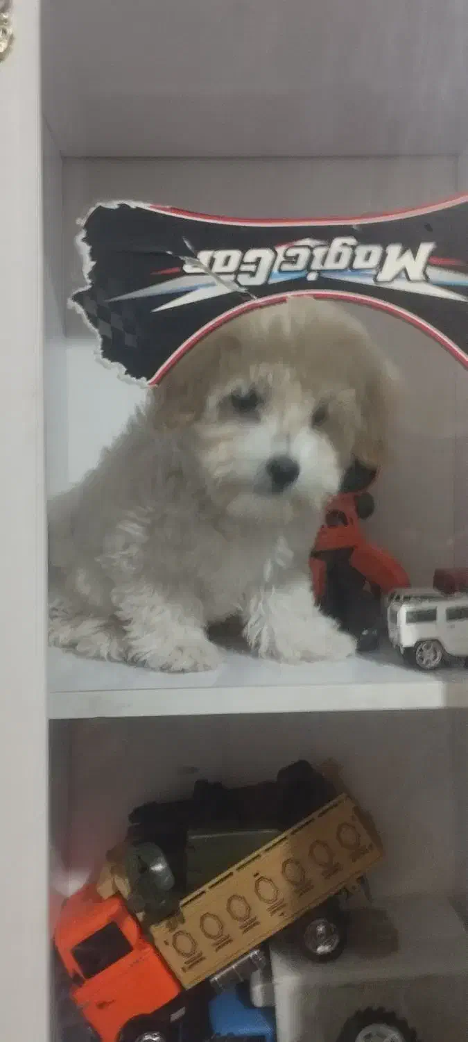 سگ نژاد پودل|سگ|خرمآباد, |دیوار