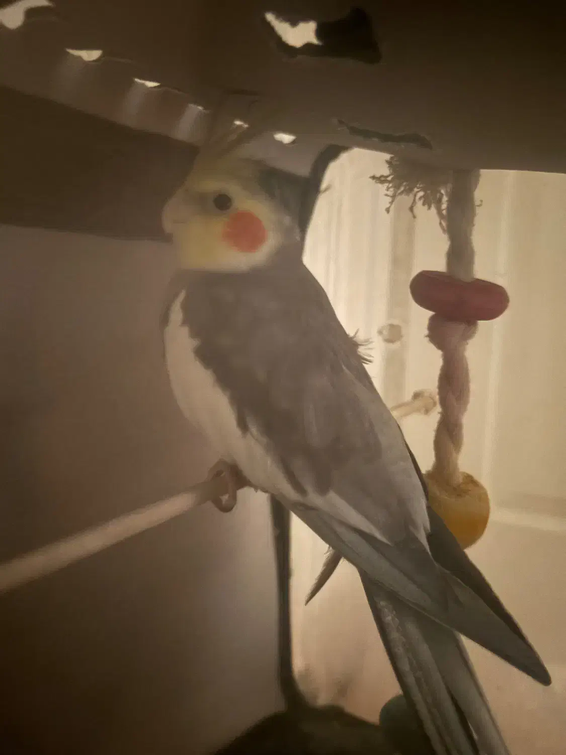 عروس هلندی نر|پرنده|مشکیندشت, |دیوار