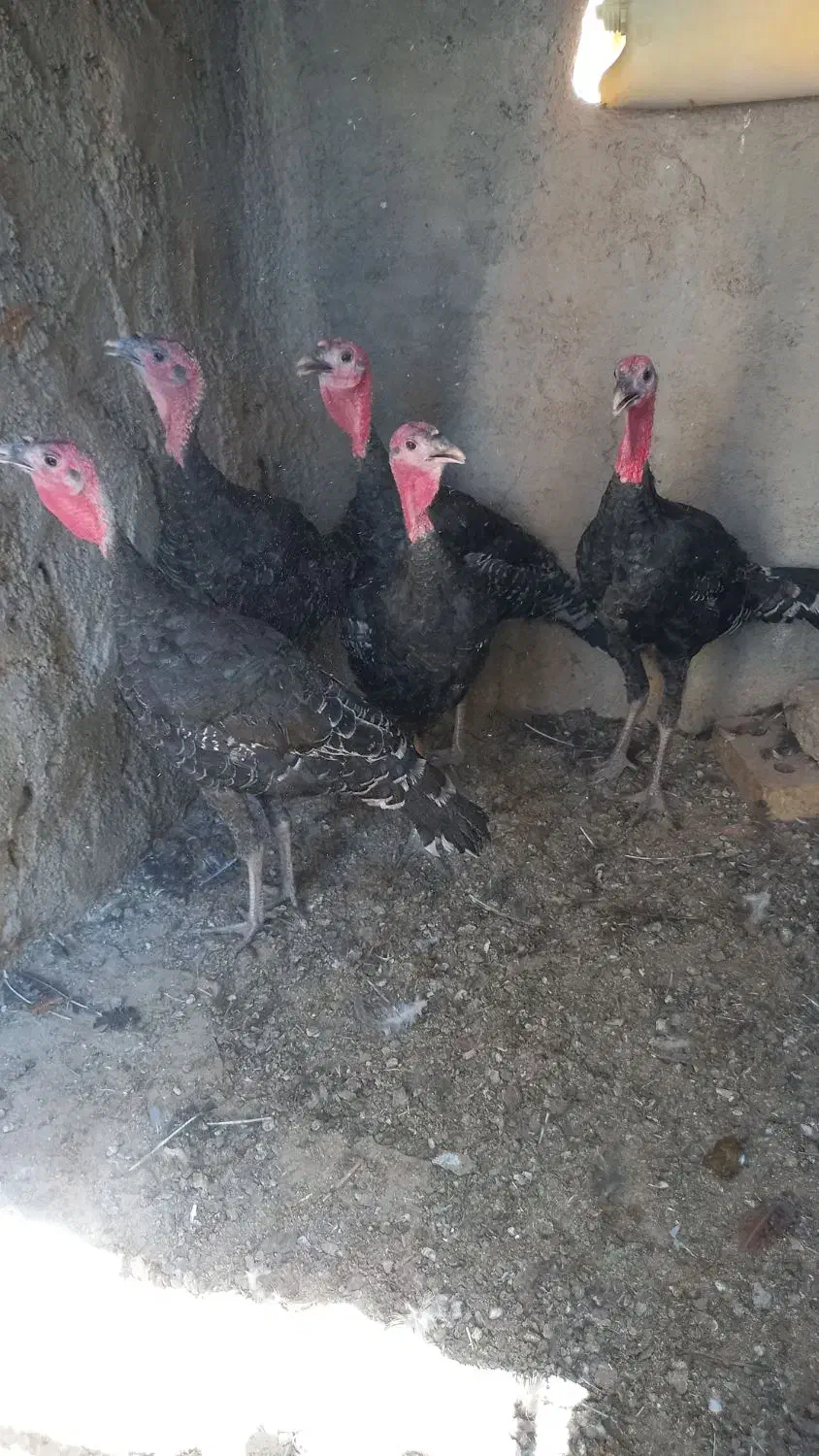 بوقلمون جوان .آماده تخم گزاری|حیوانات مزرعه|نیشابور, دربقاضی|دیوار