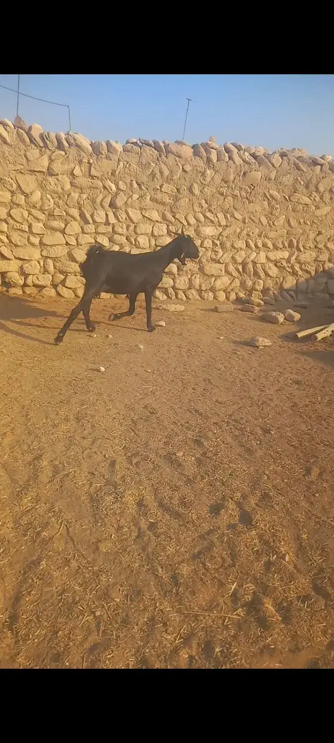 دو عدد بز دورگ|حیوانات مزرعه|بیرم, |دیوار