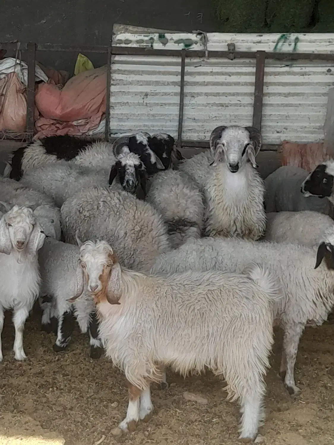 کهره بره بز گیسه چاق|حیوانات مزرعه|سیرجان, |دیوار