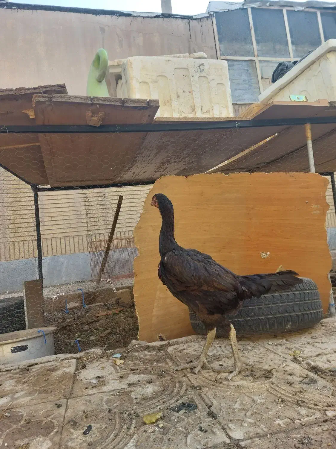 مرغ لاری اصیل|حیوانات مزرعه|شاهینشهر, سعدی شمالی|دیوار