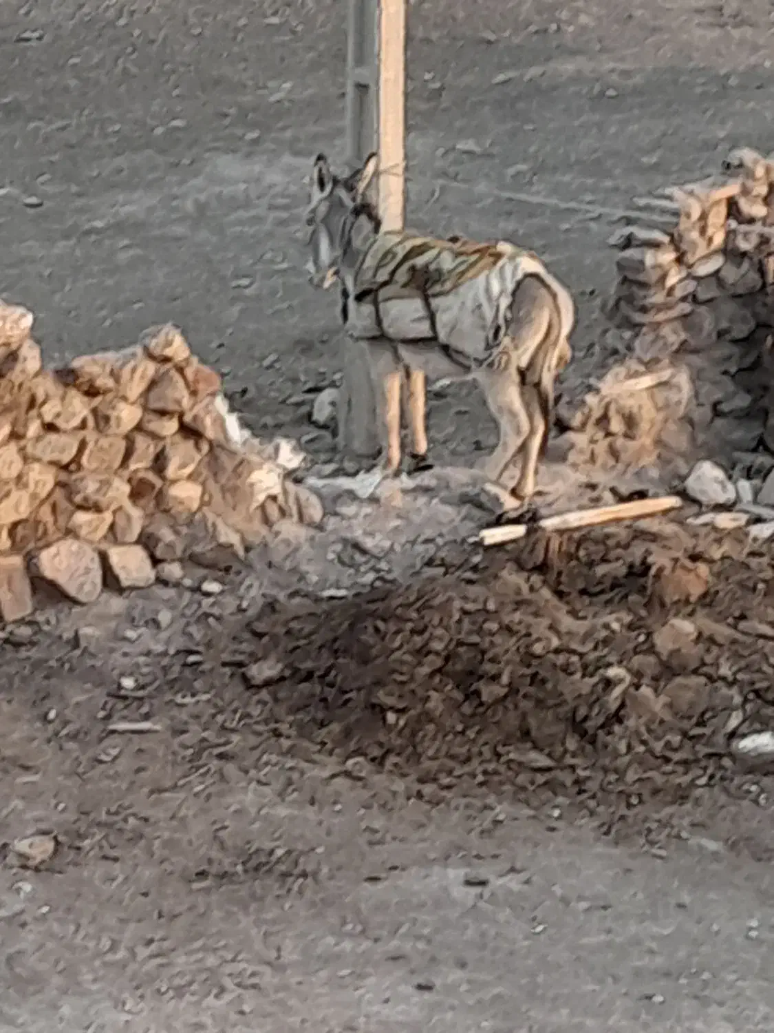 خرگله|حیوانات مزرعه|فیروزه, |دیوار