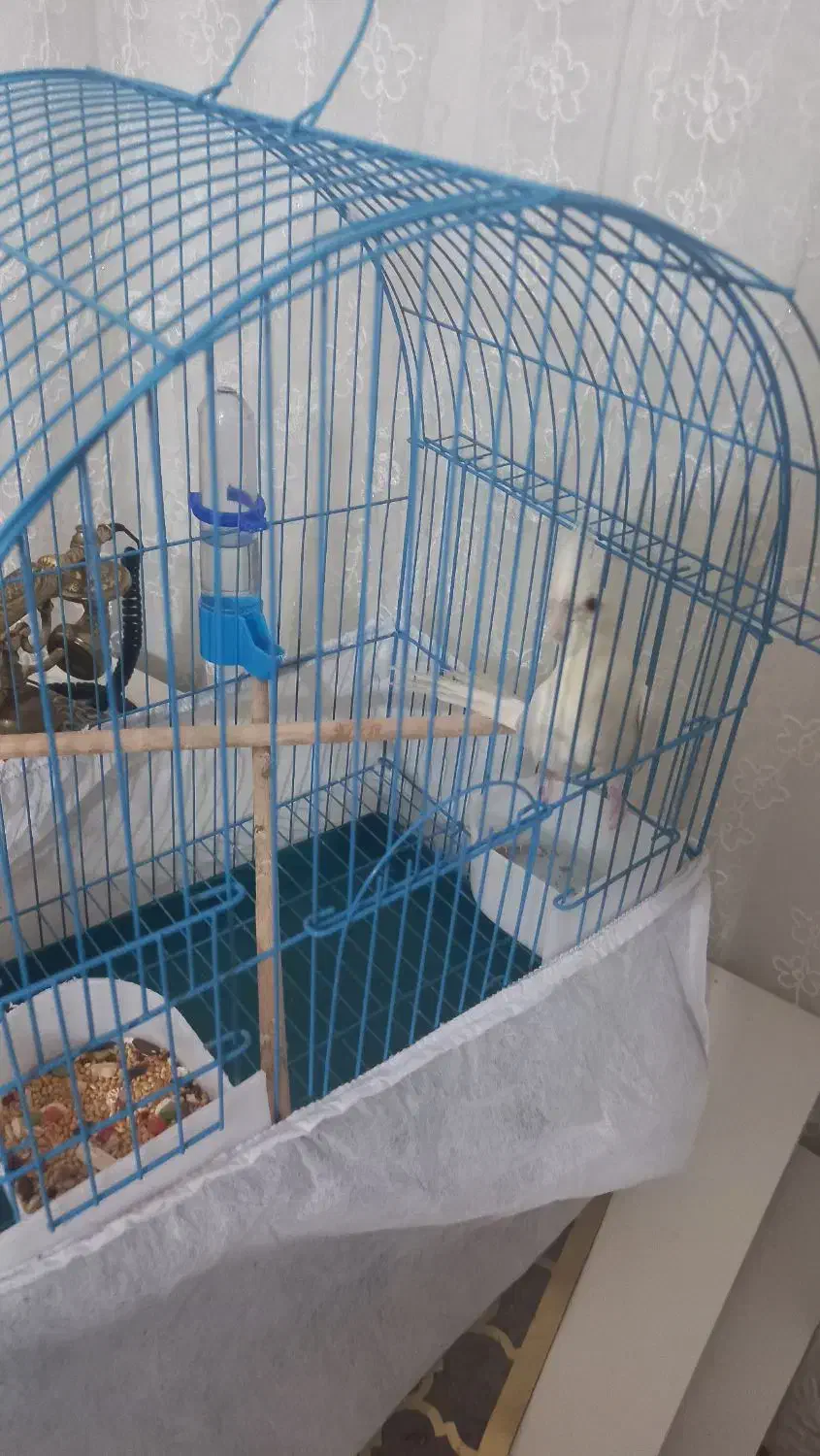 جوجه آلبینو سه ماهه نر|پرنده|رضوانشهر, |دیوار