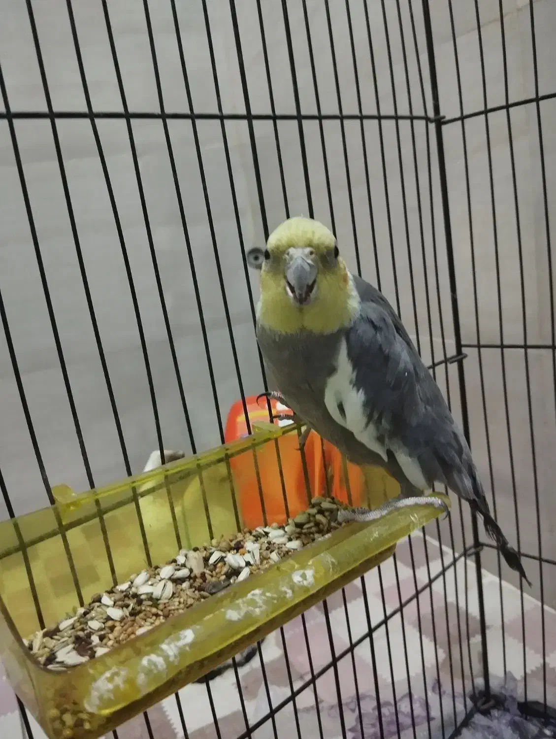 عروس هلندی|پرنده|کیانشهر, |دیوار