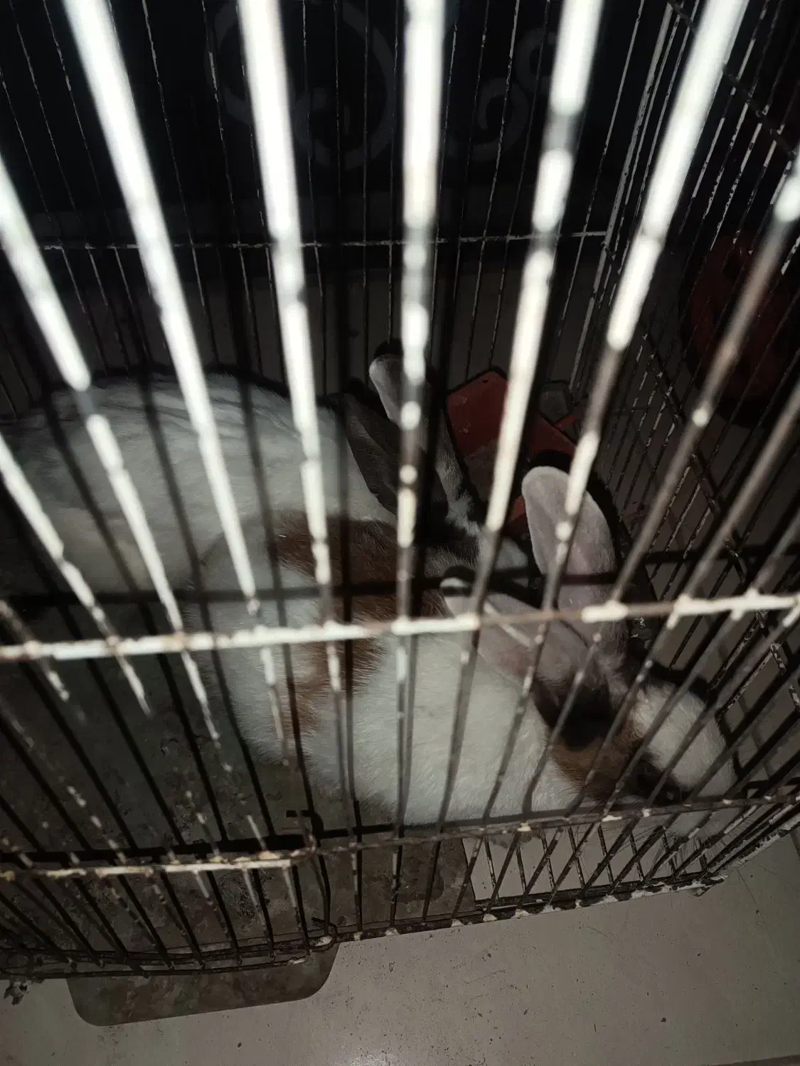 یک جفت خرگوش|موش و خرگوش|سراوان, |دیوار