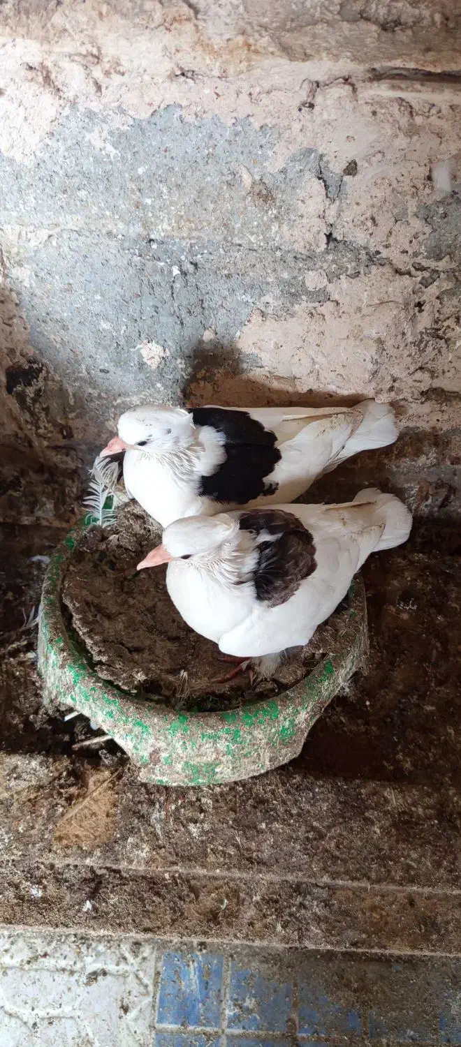 کفتر|پرنده|میناب, |دیوار