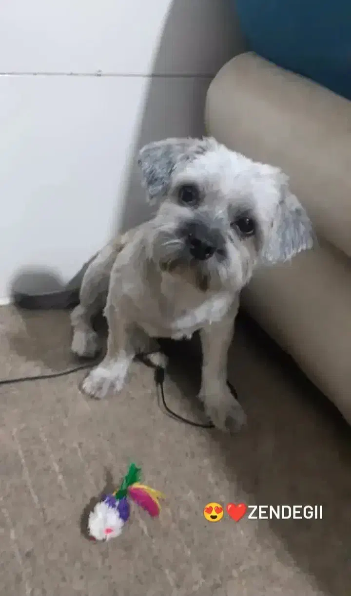 شیتزو|سگ|قدس, شهر‌قدس|دیوار