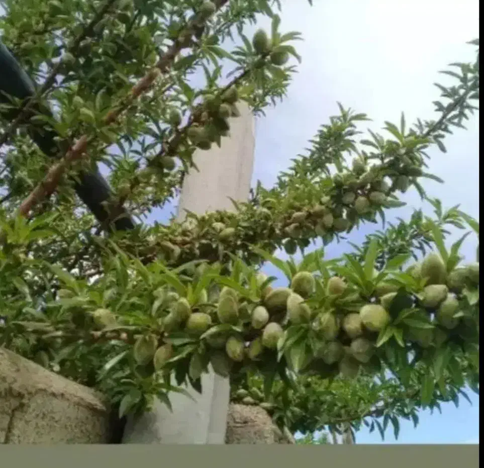 انواع ارقام نهال گردو و بادام و صنوبر فروشی|خدمات باغبانی و درختکاری|اردبیل, |دیوار