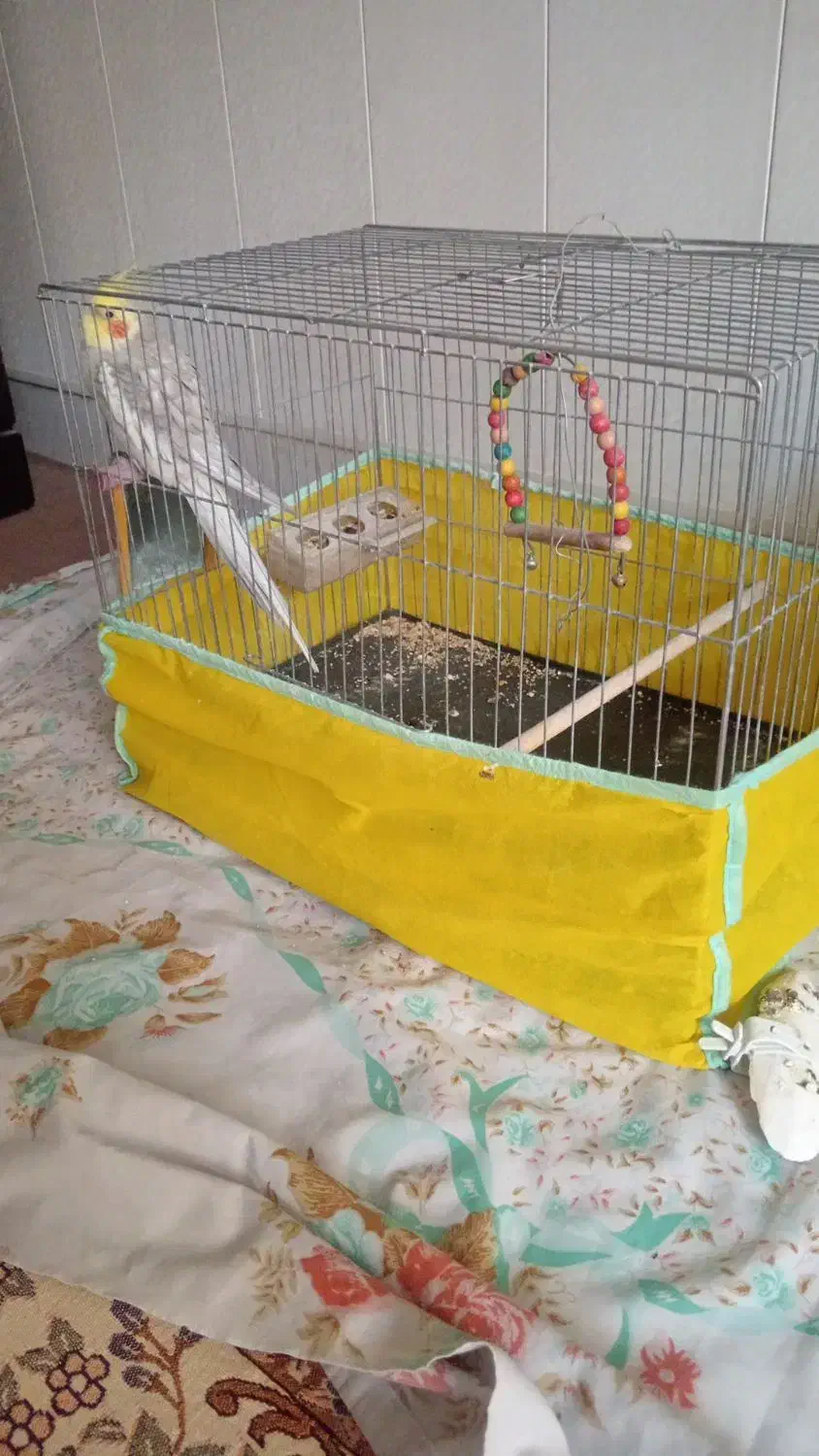 عروس هلندی|پرنده|نجف‌آباد, جعفرآباد|دیوار