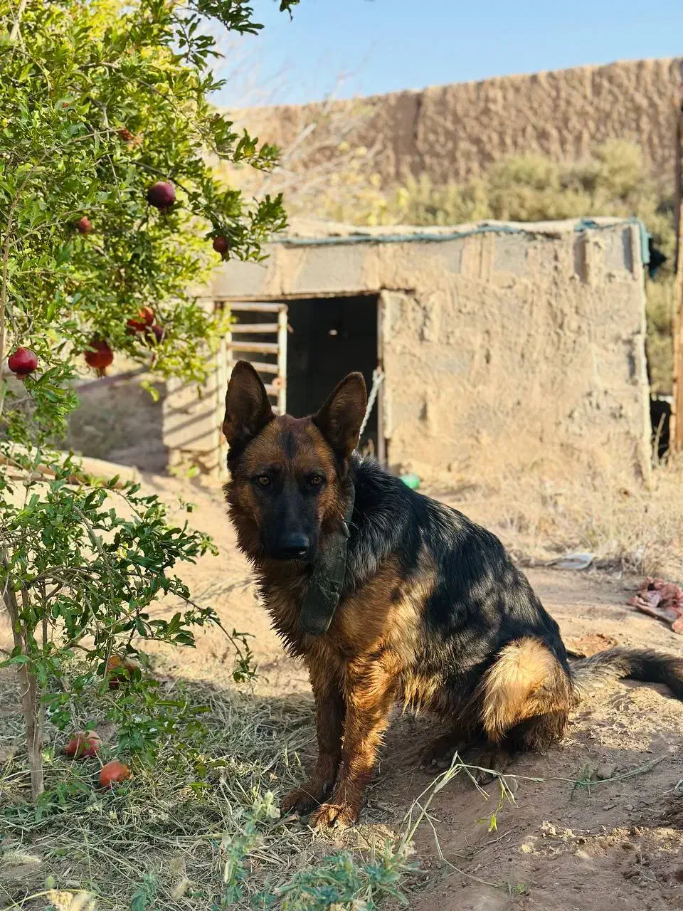 سگ ژرمن شپرد اصیل|سگ|کاشان, فاز ۱ ناجی آباد|دیوار