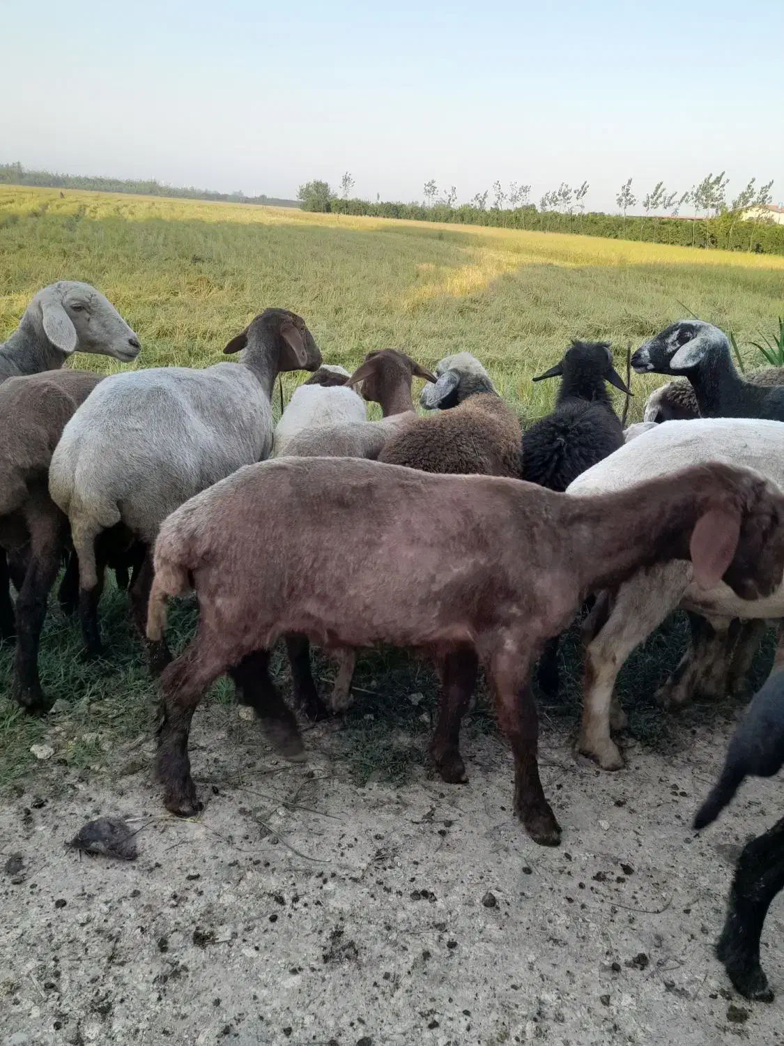 گوسفند نر سیلک|حیوانات مزرعه|آکند, |دیوار