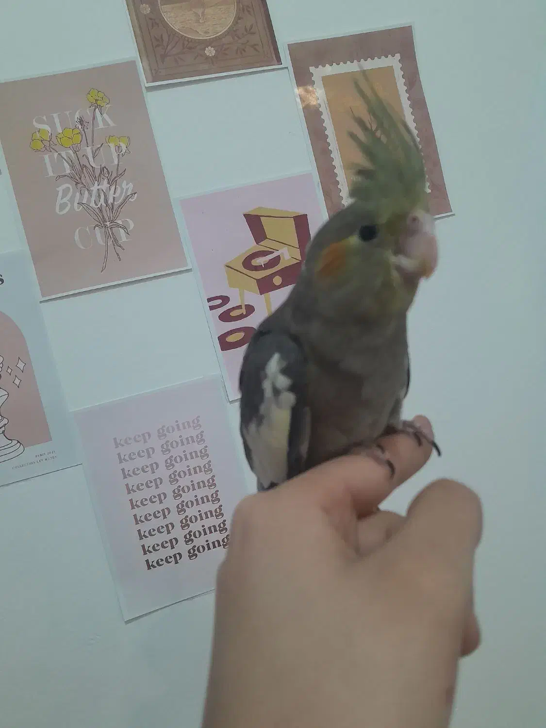 عروس هلندی ماده۲ماهه|پرنده|شهریار, شهرک مصطفی خمینی|دیوار