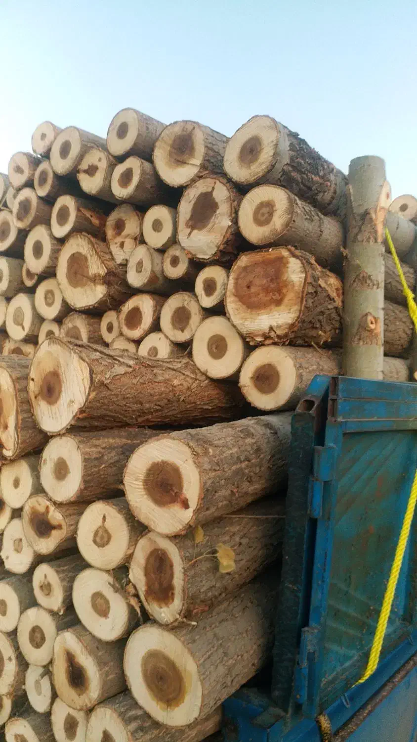 خرید نقدی چوب و درخت|خدمات باغبانی و درختکاری|میاندوآب, |دیوار