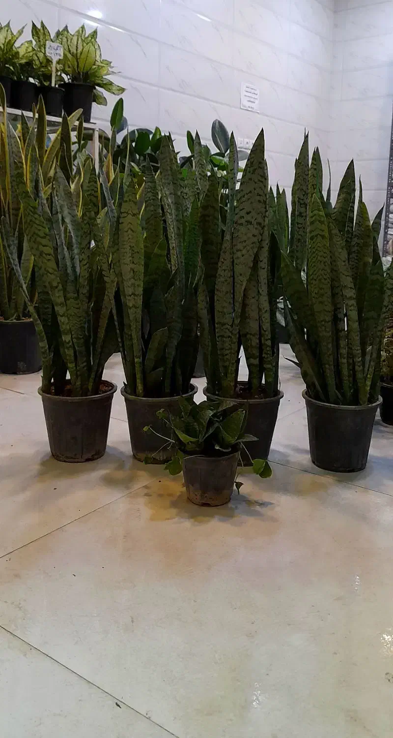 سانسوریا شمشیری سبز پُرغلاف پُر برگ|گل و گیاه طبیعی|قم, نیروگاه|دیوار