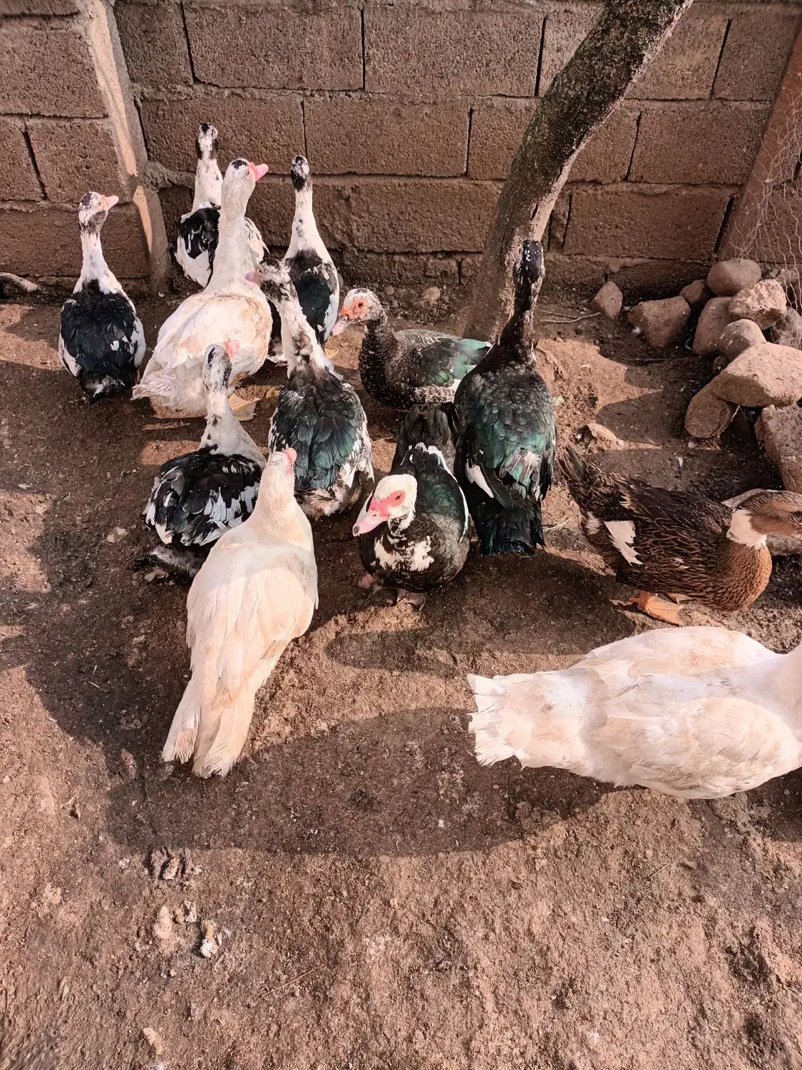 اردک|حیوانات مزرعه|لیسار, |دیوار