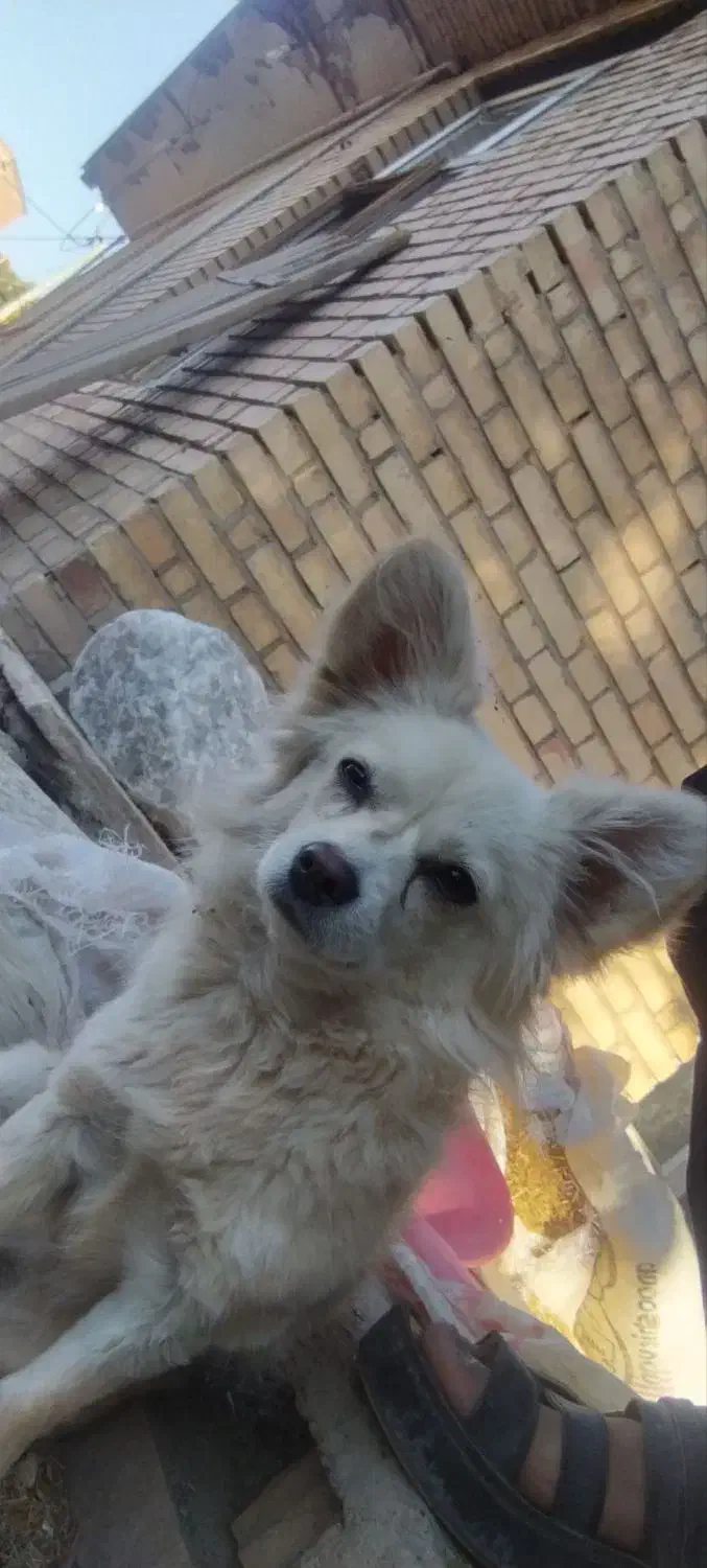 فوری|سگ|شهرکرد, |دیوار