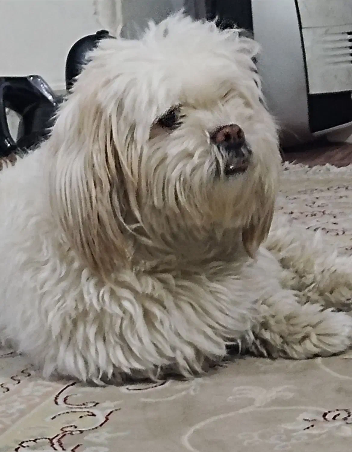 سگ گمشده|حیوانات|شیراز, میانرود|دیوار