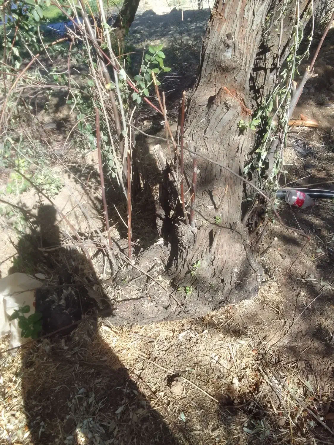 خریداردرخت|خدمات باغبانی و درختکاری|کامیاران, |دیوار