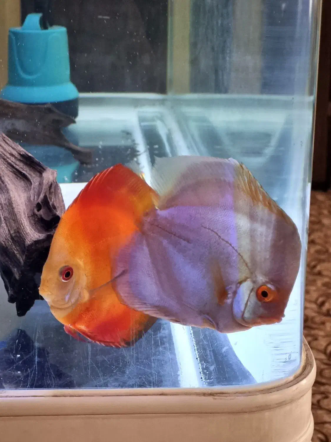 دیسکس|ماهی|باسمنج, |دیوار