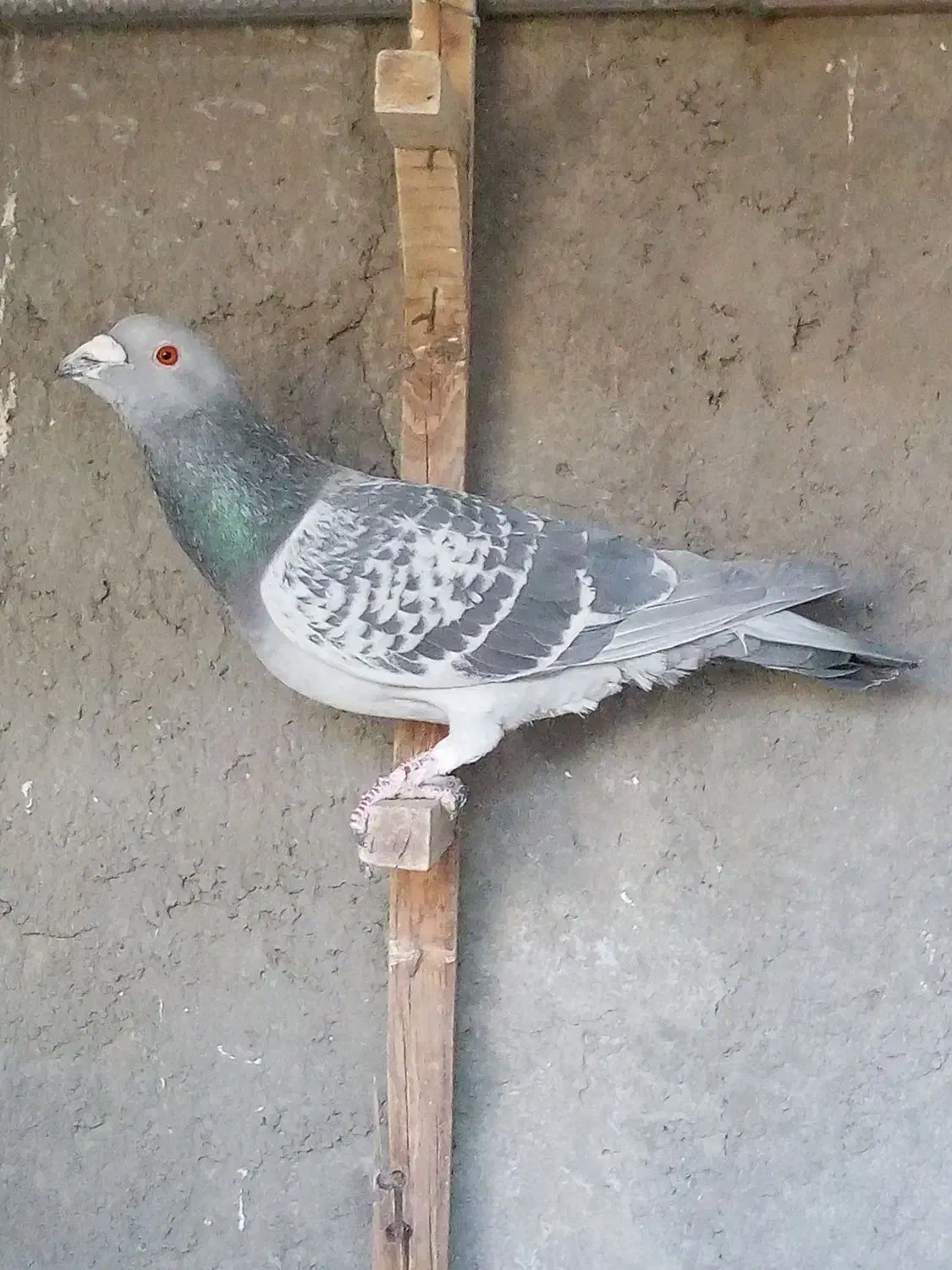 بدرنگ نر|پرنده|بم, |دیوار