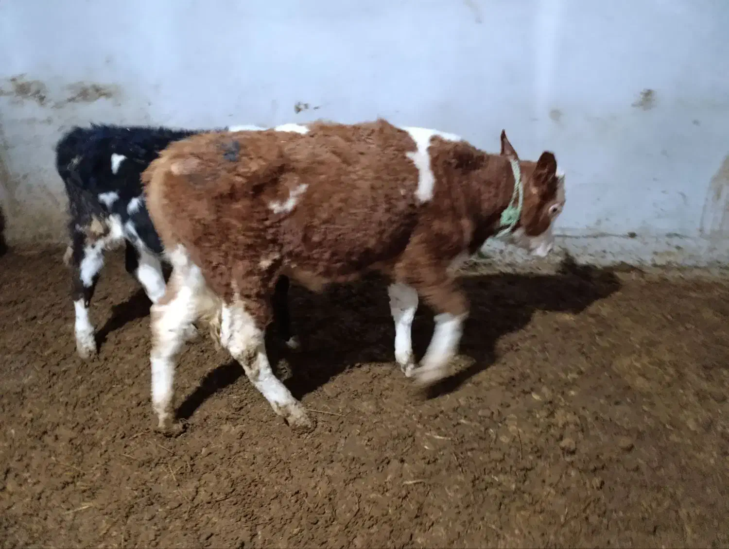 گوساله نر|حیوانات مزرعه|بوئین زهرا, |دیوار