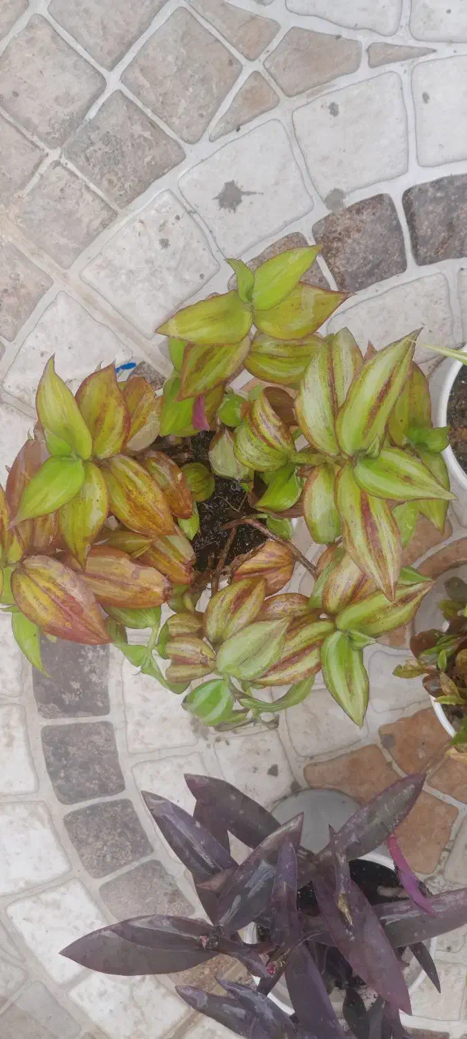 گلهای طبیعی|گل و گیاه طبیعی|مسجد سلیمان, |دیوار