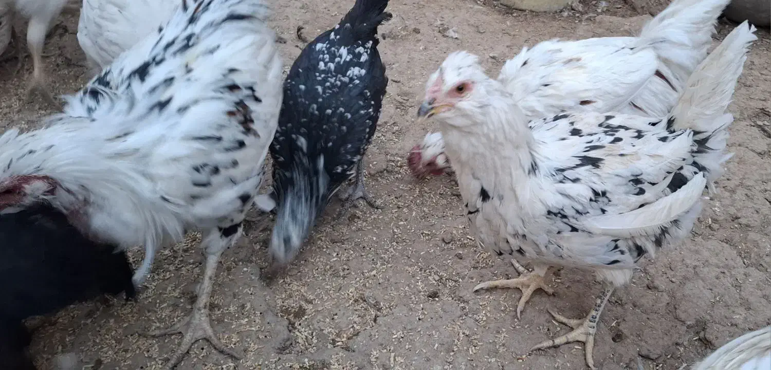 مرغ خروس گلین اصل درجه یک|حیوانات مزرعه|برخوار, |دیوار