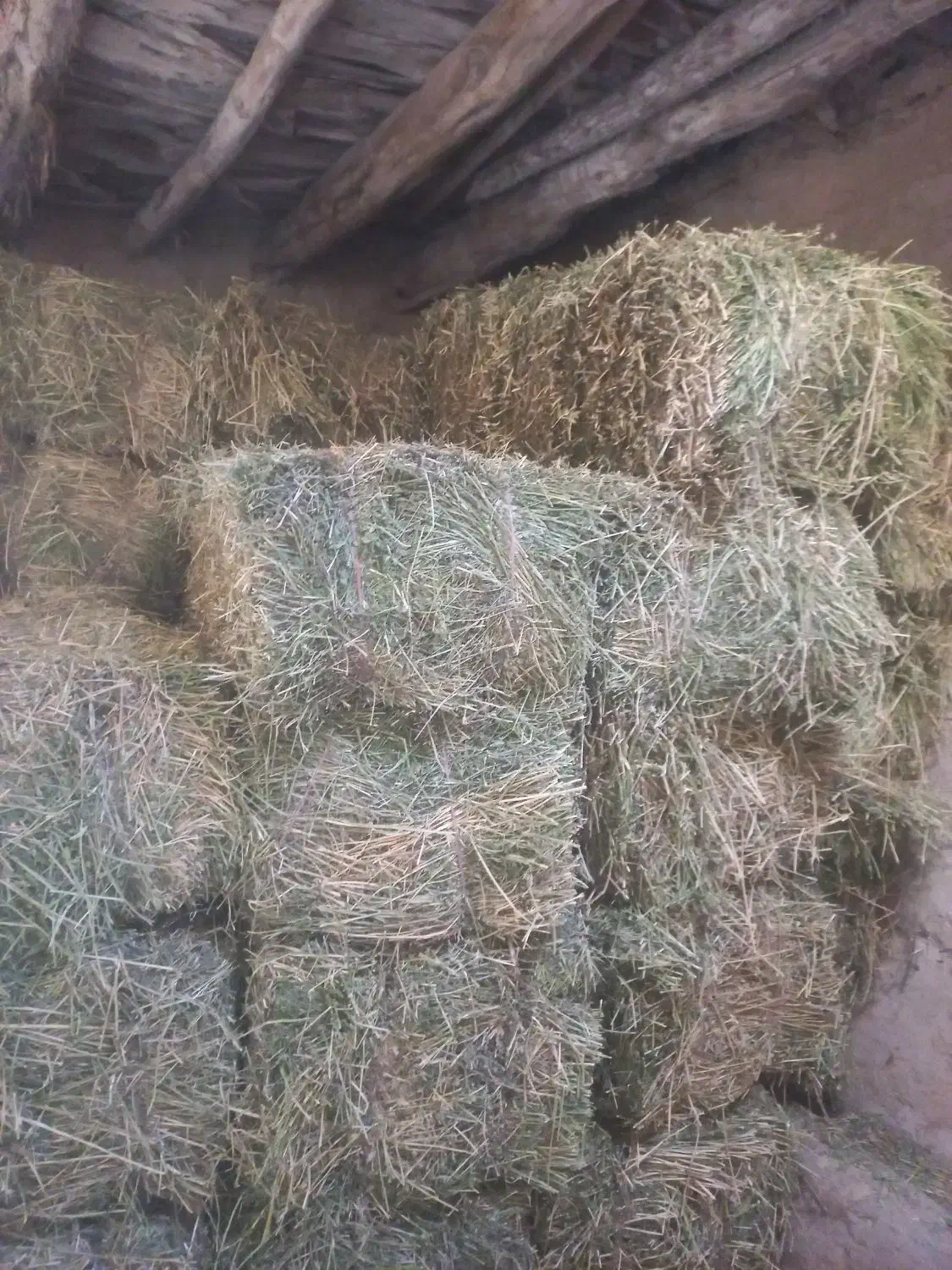 یونجه|خدمات باغبانی و درختکاری|بجنورد, |دیوار