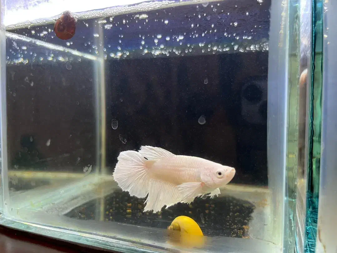 فایتر ماده هافمون|ماهی|تهران, آبشار|دیوار