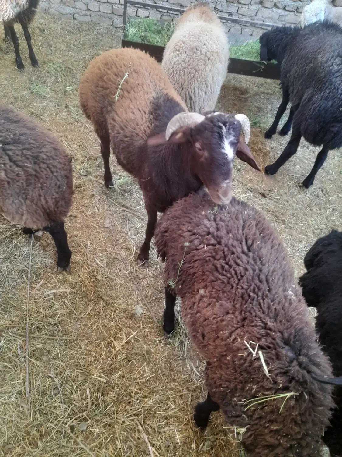 بره نر|حیوانات مزرعه|پیشوا, |دیوار