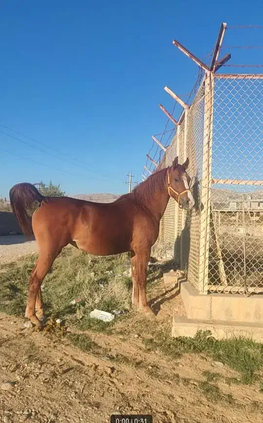 طلا خانم|اسب و تجهیزات اسبسواری|سبزوار, ابارش|دیوار