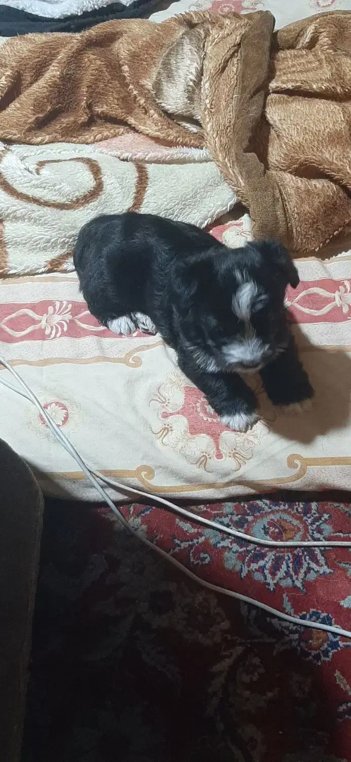 توله سگ شیتزو خالص|سگ|ری, اقدسیه|دیوار