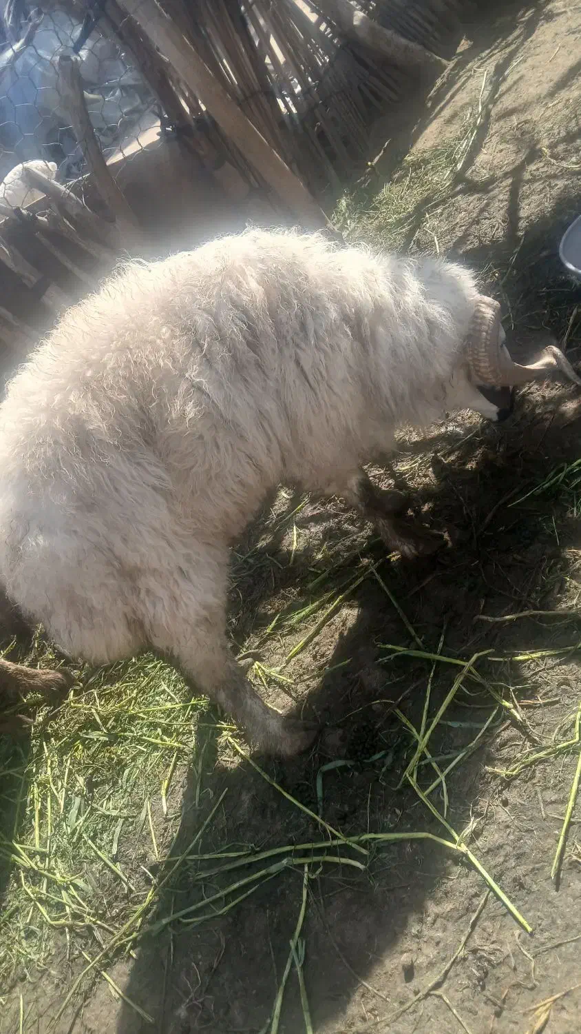 قوچ|حیوانات مزرعه|جیرفت, |دیوار