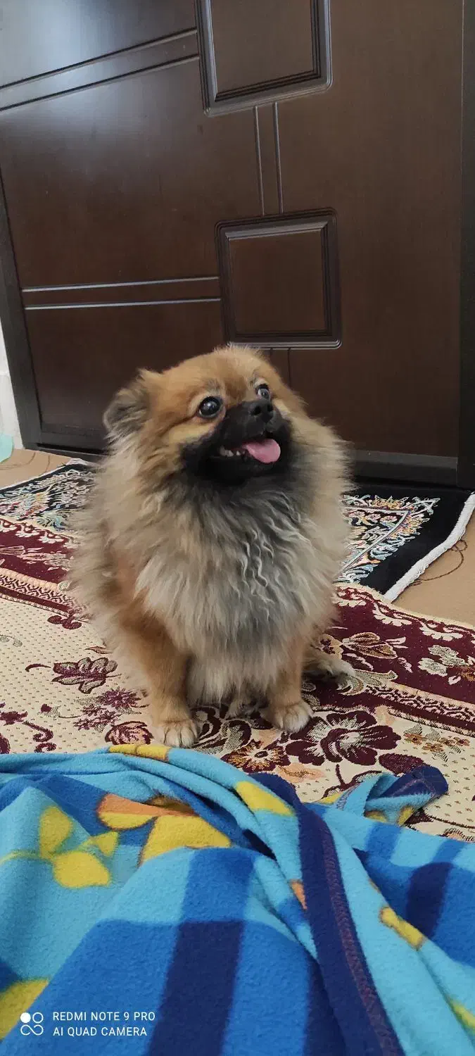 سگ پامر عروسکی|سگ|مراغه, |دیوار