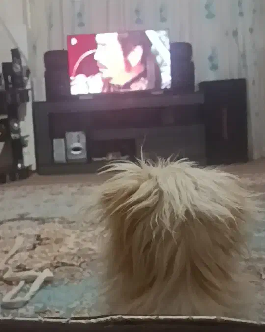 واگزاری توله شیتزوتریل۵ ماهه|سگ|قم, آذر (نکویی)|دیوار