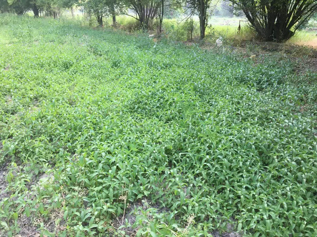 زمین زراعتی دارای آب بصورت 24 ساعته جوراج|اجارهٔ دفتر صنعتی، کشاورزی، تجاری|نهاوند, |دیوار