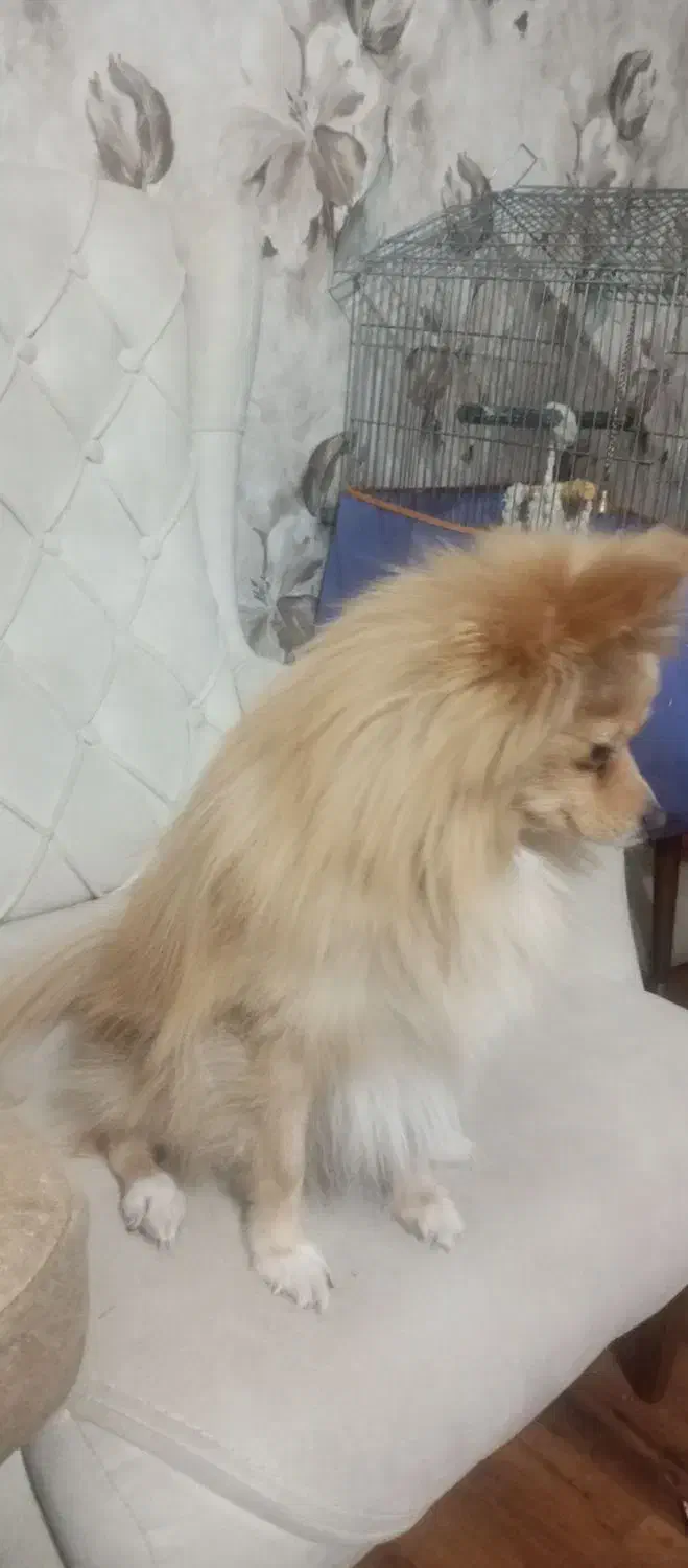 واگذاری پامر|سگ|کرمان, |دیوار