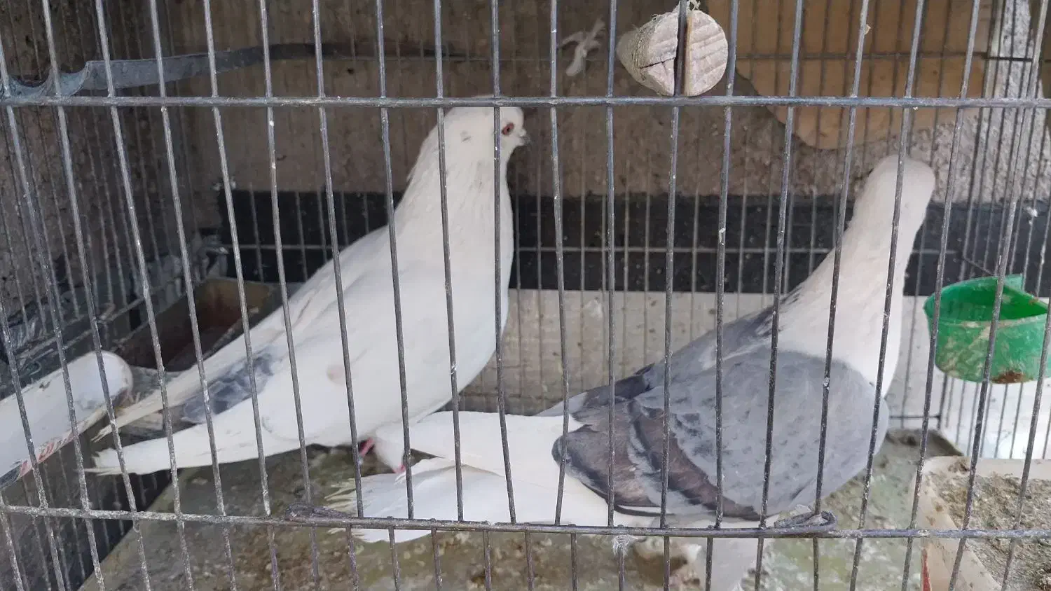 فروش 5 عدد کبوتر نرو ماده|پرنده|محلات, |دیوار