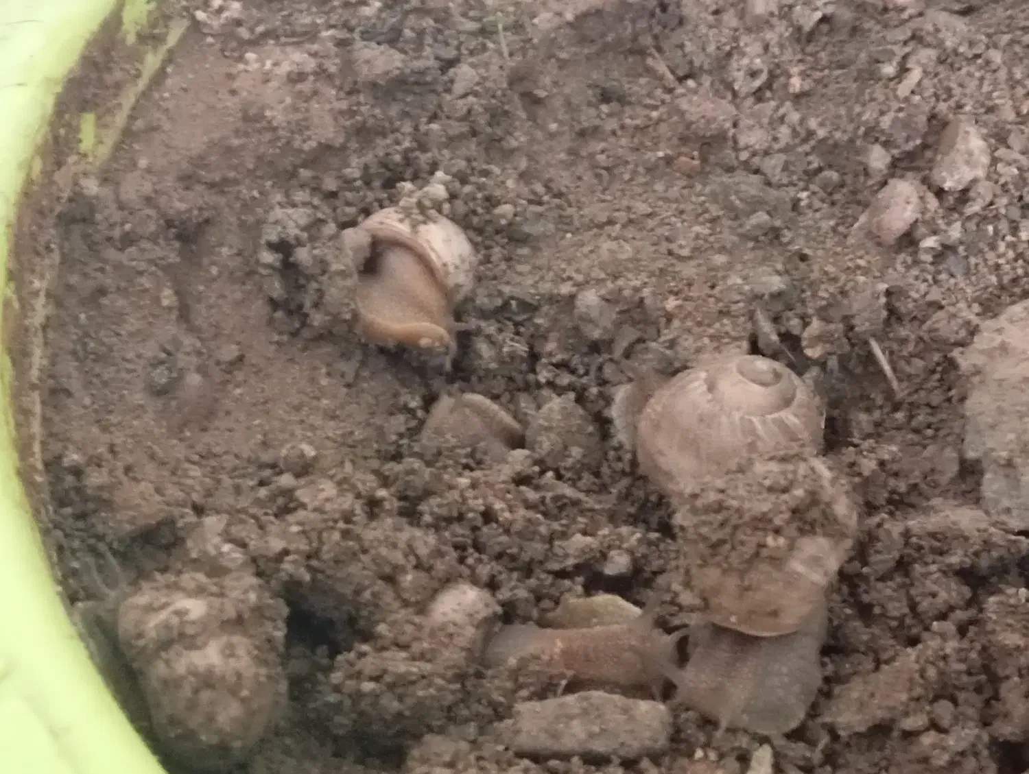 حلزون|خزنده|سنندج, |دیوار